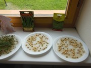 Rychlíme semínka a pozorujeme